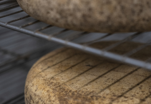 Sara Benchimol Brebis